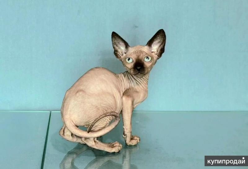 отдам даром котенка сфинкса. бамбино эльф. канадский сфинкс канадский сфинкс. сфинкс калининград. сфинкс калининград.