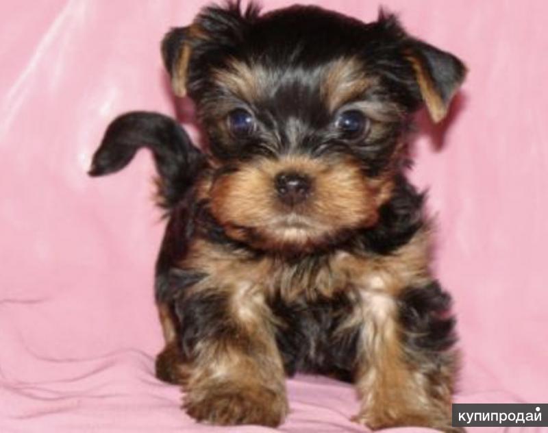 Питомники собак в красноярске. Вязка йорков. Найдена собака йоркширский терьер красноярск. Найдена собака йоркширский терьер красноярск. Щенок йорка 6 недель.