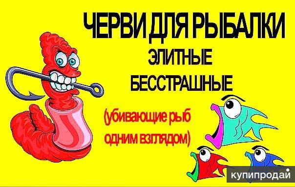 Черви Для Рыбалки Купить