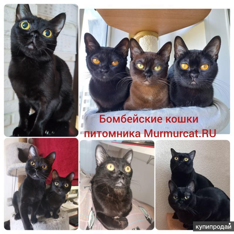 Бомбейская Кошка Купить В Москве Питомник Цена