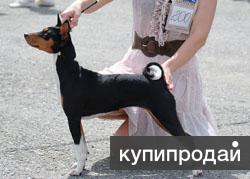 БАСЕНДЖИ