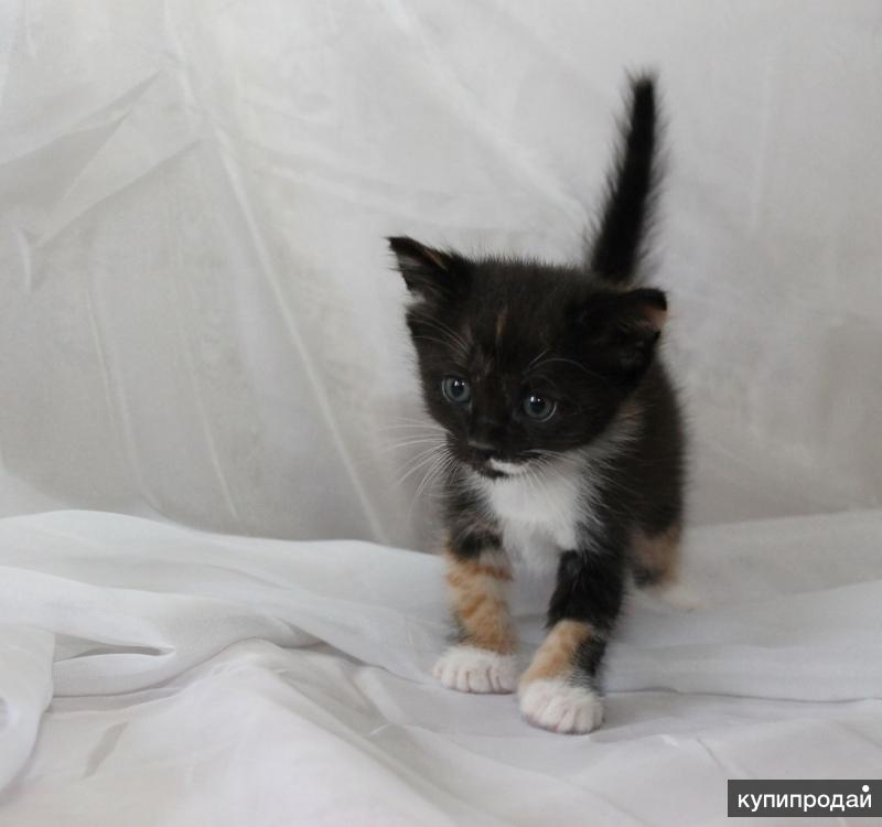 отдам котят в добрые руки станица вешенская. возьму котенка. чёрные котята в добрые руки саранск кот. котята в добрые руки дегтярск. отдам котёнка в хорошие.