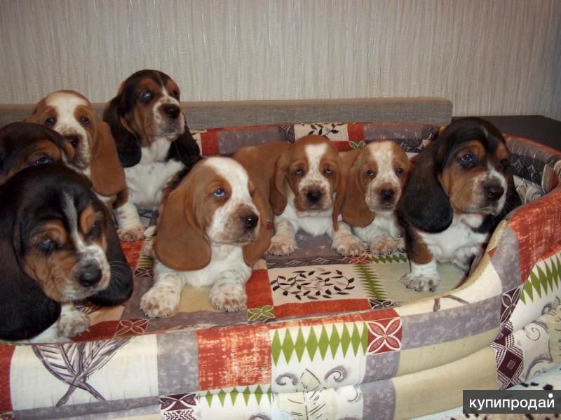 Купить Щенка В Екатеринбурге