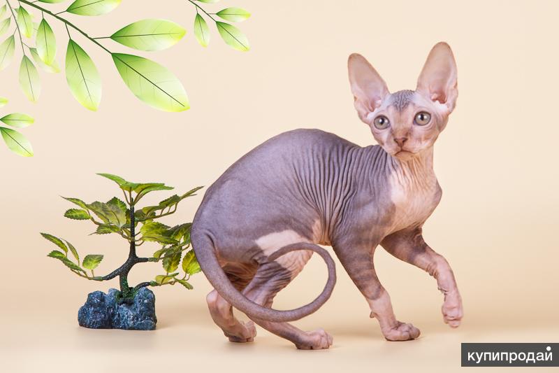 Сфинкс кошка цена