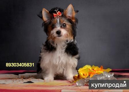 Продается породистый мальчик бивер йорк терьера