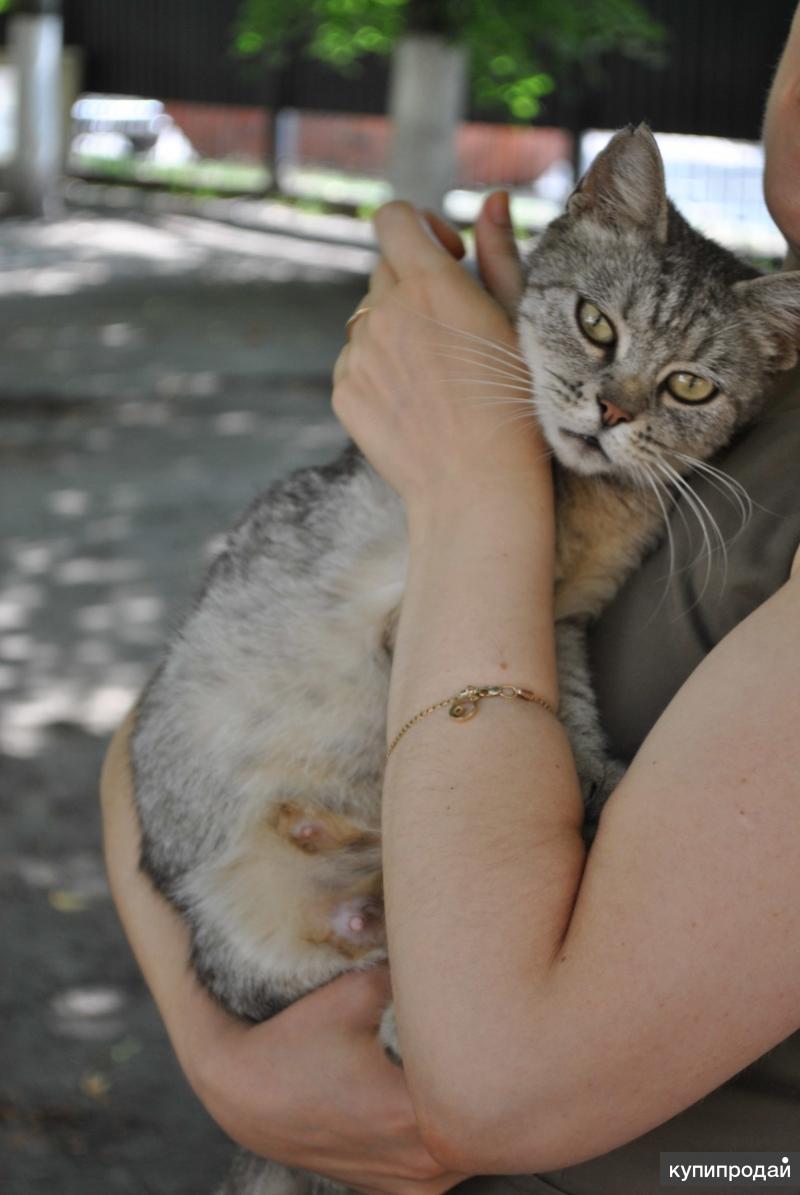 Кошки белгород. Кот Белгород. Котята Белгород. Кошки в Белгороде. Белгородская кошка.