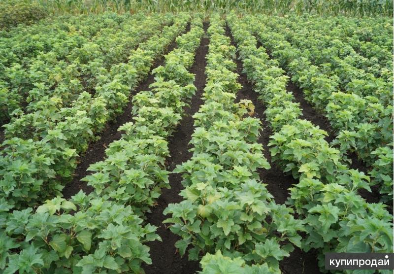 Саженцы Черной Смородины Крупноплодной Купить В Алматы