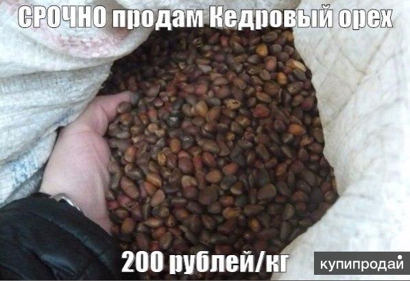 Продать кедровый