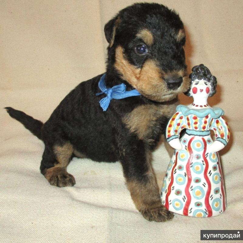 Эрдельтерьер Купить Щенка В Казани