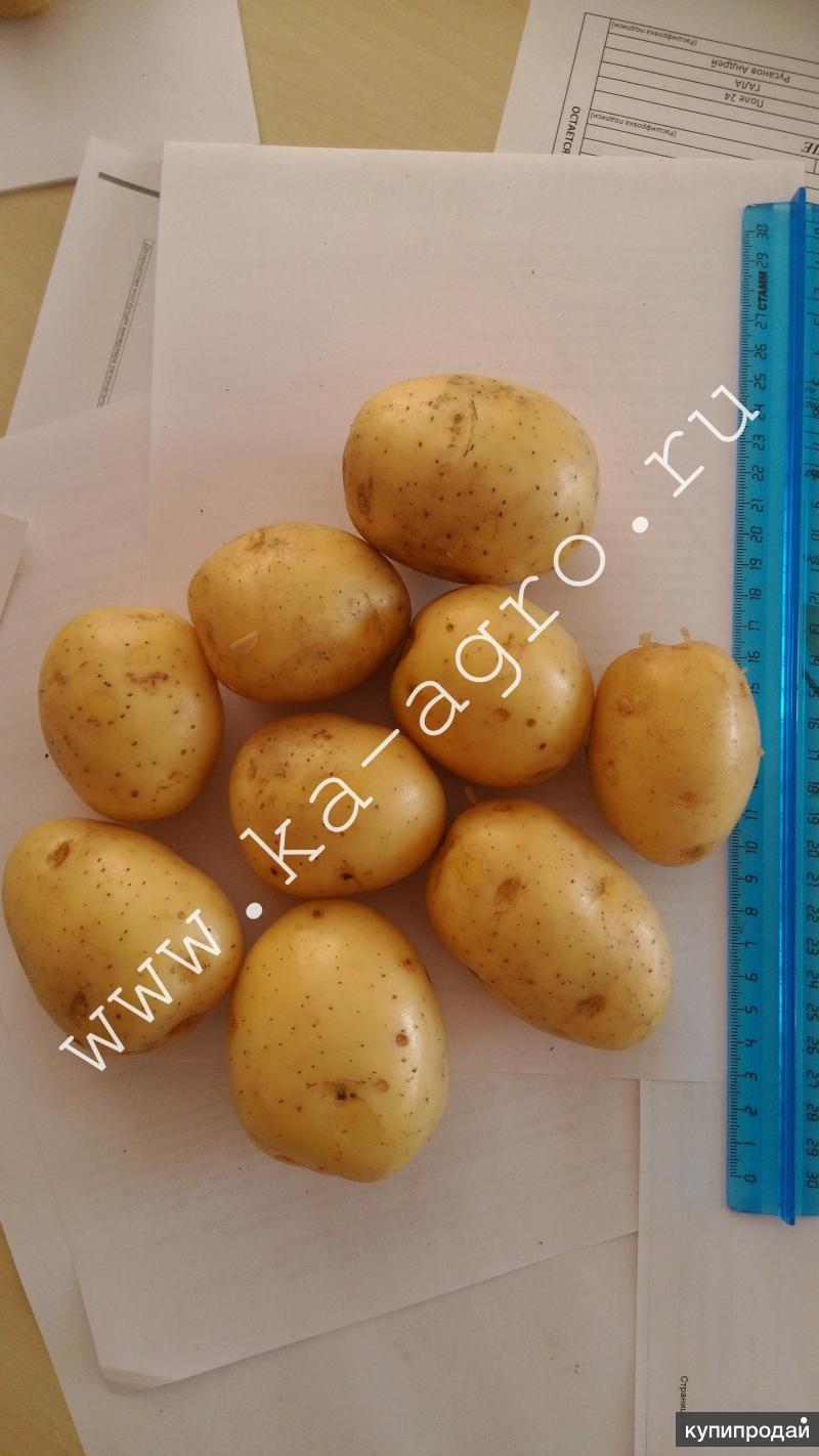 Макогон Новосибирск картофель