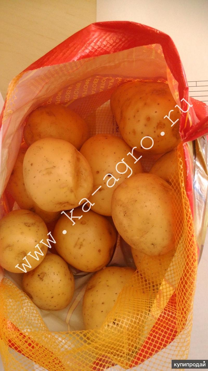 Агро картошка КФХ