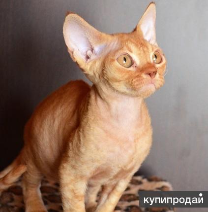 Котик Девон рекс