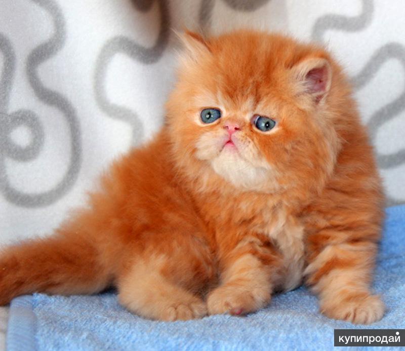 Кошки купить в московском. Экзот красный мрамор. Персидский кот рыжий короткошерстный. Персидские котята. Рыжий персидский котенок.