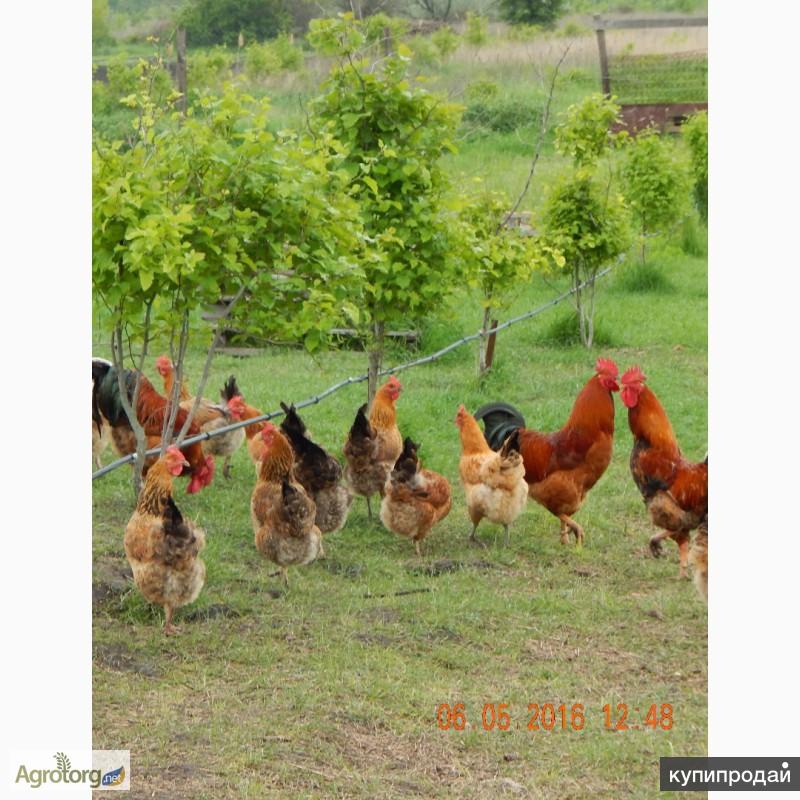 Цыплята породы кур Кучинская юбилейная и Московская черная в Железнодорожном