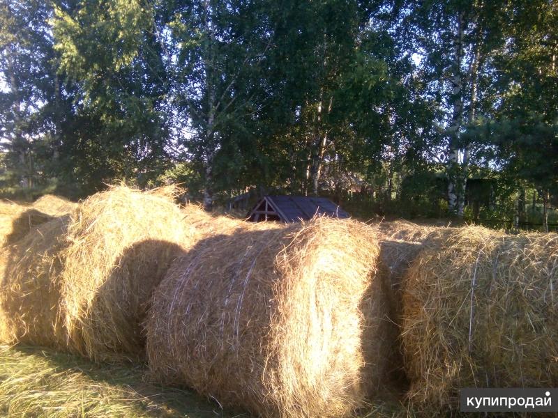 это настолько продажа сена в старобачаты будет работать