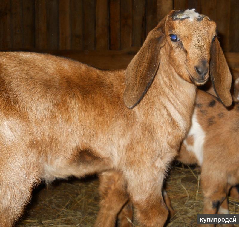 Купить козу нубийской породы. Англо-нубийская коза. Чистопородные нубийские козы. Козлята англо нубийских коз. Нубийские козы и козлы.