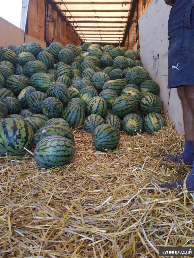 как выбрать арбуз. арбуз на грядке. как выбрать арбузиху правильно. в каком месяце арбузы. арбуз в огороде.