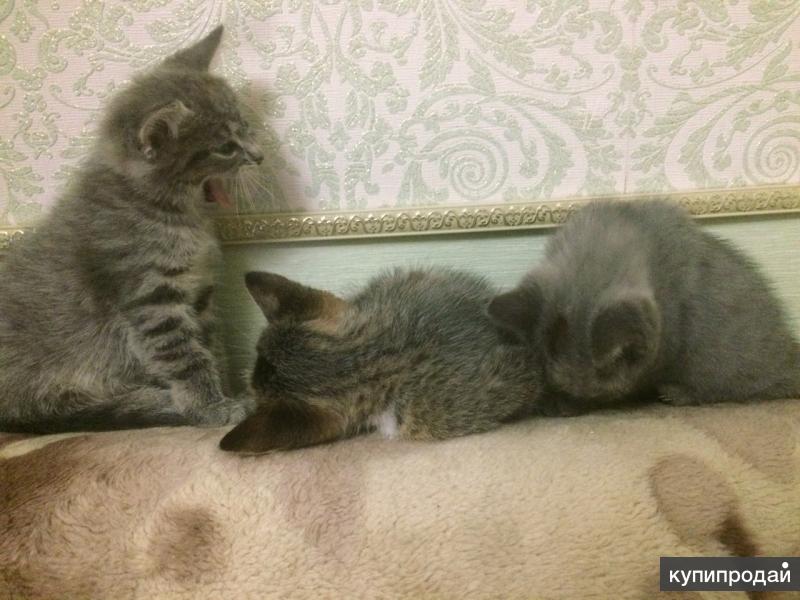 Мусечка и котята ищут добрых хозяев!