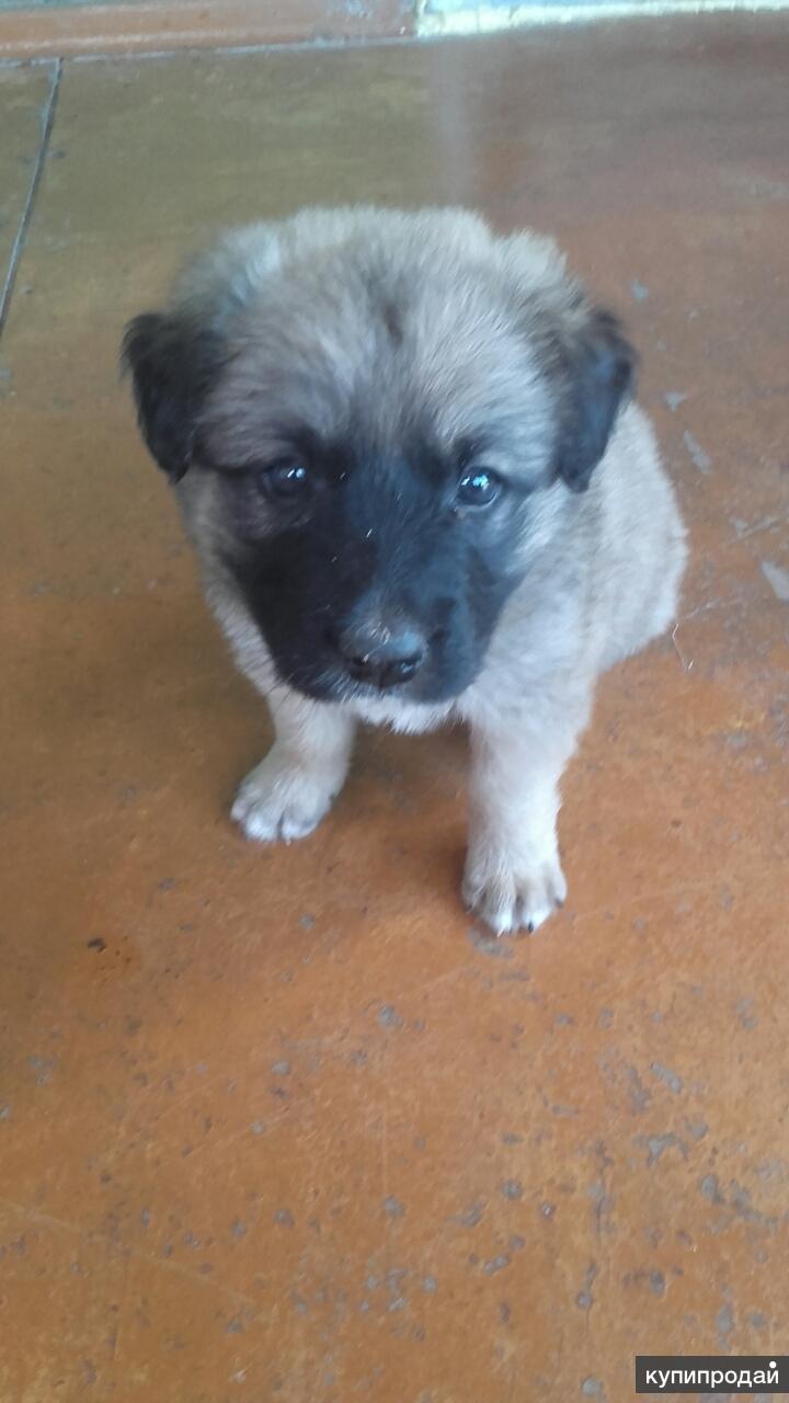 Щенки воронеж. Возьмем щенков воронеж. Возьмем щенков воронеж. Отдам щенка луцк. Возьмем щенков воронеж.