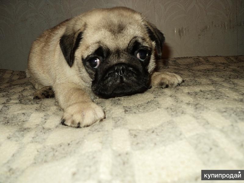 Купить Щенка В Екатеринбурге Недорого Без Документов