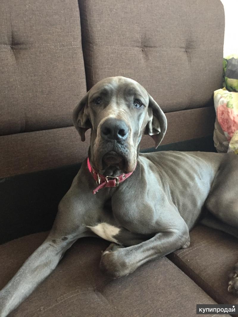 собака баскервилей порода. немецкий дог зевс. нижний дог. нижний дог. нижний дог.