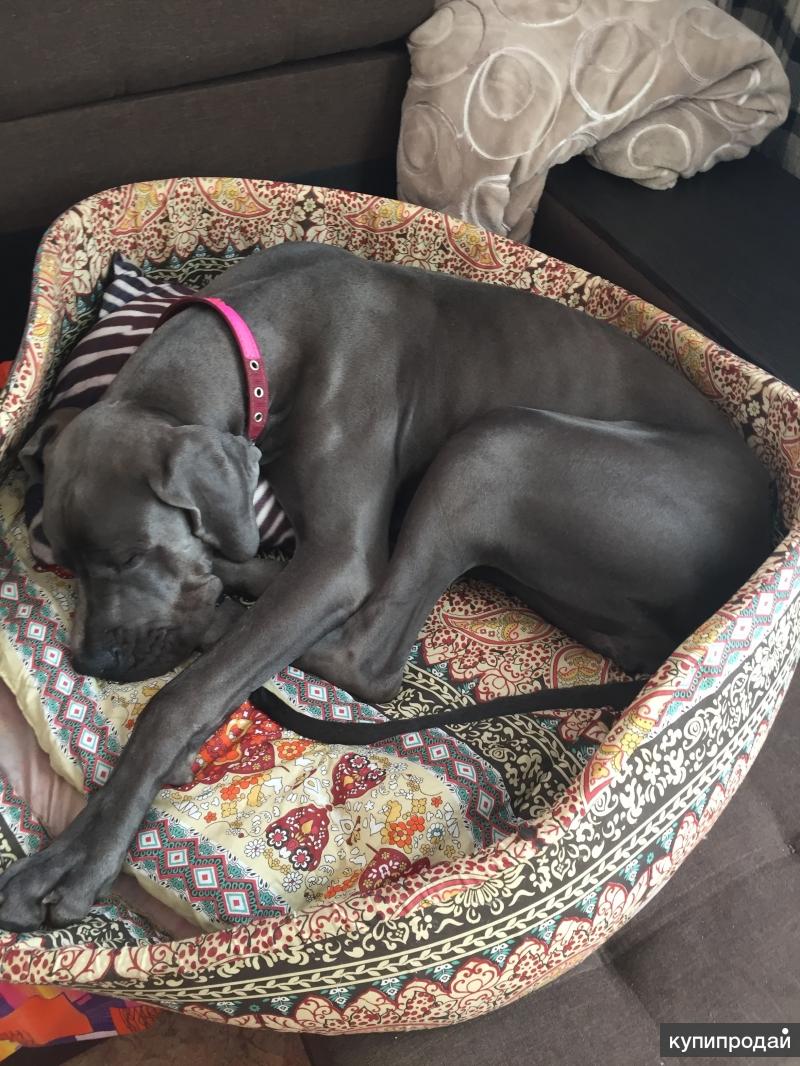 адамант дог. немецкий дог породы собак германии. нижний дог. нижний дог. порода собак датский дог.