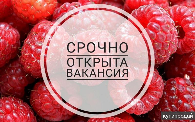 Картинки вакансия открыта, картинки смешные