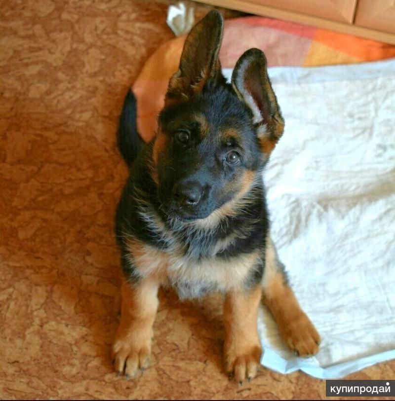Фото 2 месячного щенка немецкой овчарки