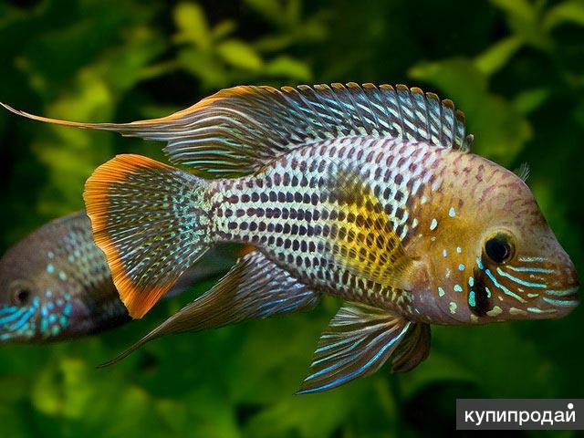 Цихлиды акара бирюзовая. Акары рыбки бирюзовые. Акары рыбки бирюзовые. Бирюзовая акара аквариумная рыбка. Цихлазома акара бирюзовая.