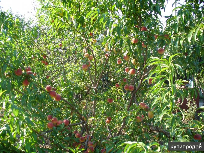 сайты садов астрахани. братский садик астрахань. мбдоу г. астраханский садик. парк братский сад астрахань.