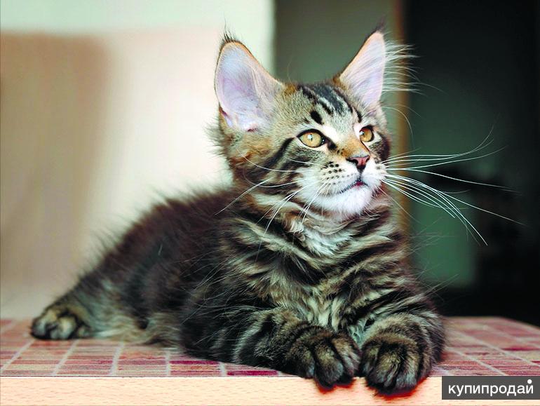 бенгальская кошка ростов на дону