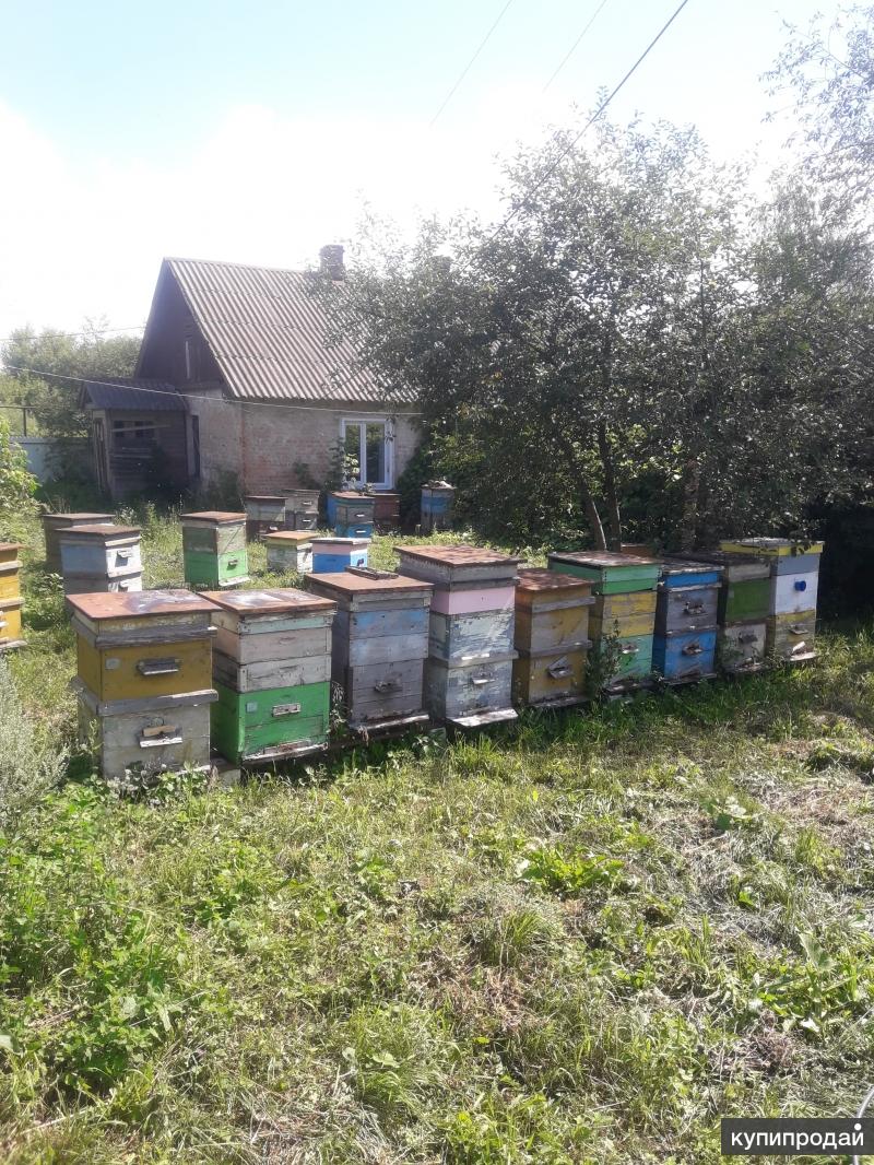 Купить пчел на озоне. Пасека. Пасека в Ленинградской области. Участок с пасекой пчел. Пчеловодство в Московской области.