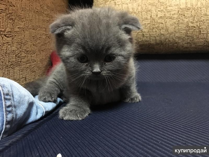 британский котенок дома. котята в добрые руки британцы. чистокровный британец котенок. британцы в хорошие руки. британская вислоухая кучерявая.