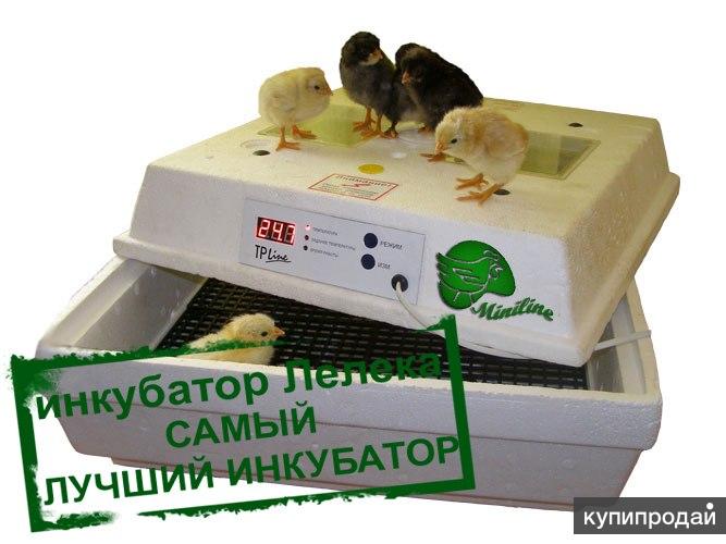 Инкубатор для яиц картинки