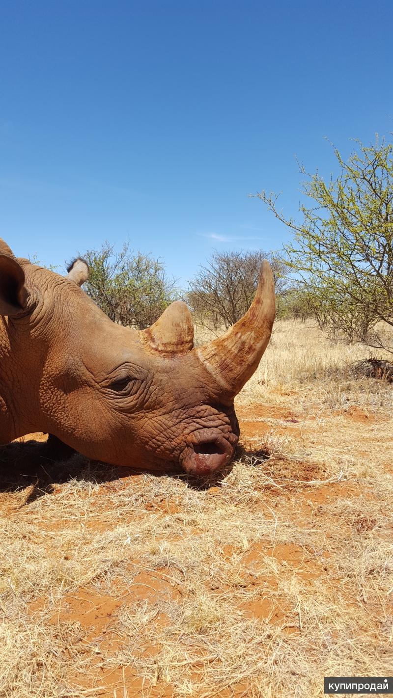 Рога белого носорога. Носорог морда. Носорог с самым длинным рогом. Нос носорога. Рога белого носорога.