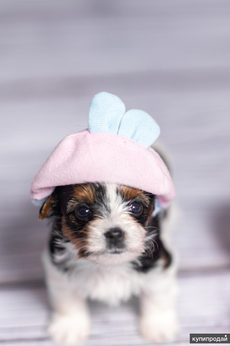 Купить Щенка Бивер В Москве Недорого