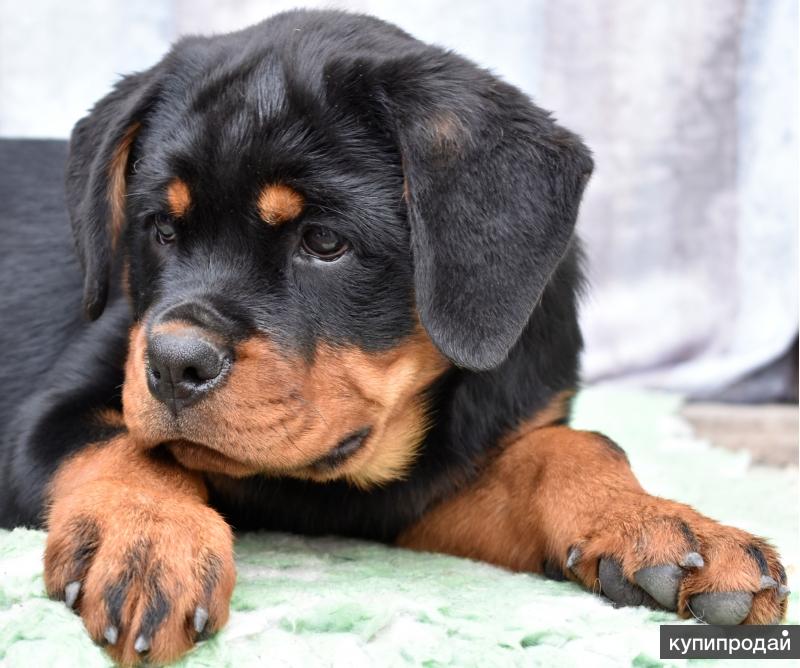 Щенок ротвейлера 6 месяцев. Отдам ротвейлера в добрые руки. Отдам ротвейлера в добрые руки. Куедапермскийкрайсобакаротвелердаром. Ротвейлер щенок.