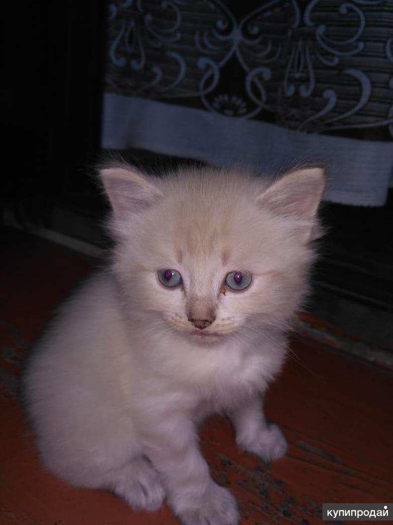 маленькие котики в балашове. авито кошки шатура. авито камышин котята. авито животные кошки. авито котята.