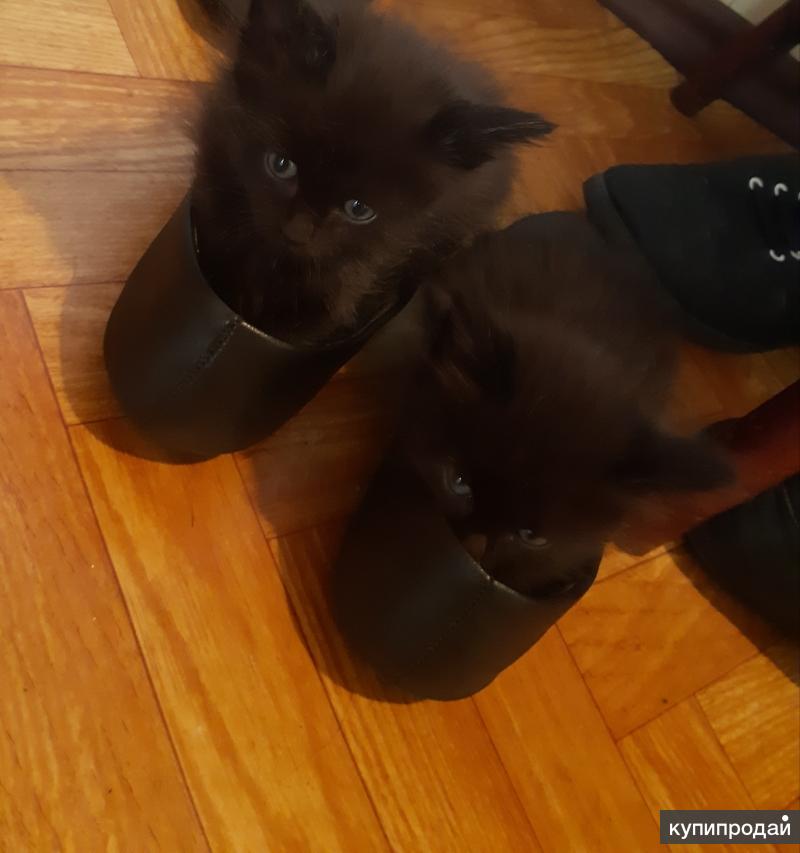 собаки в дар в нижнем новгороде. отдам в добрые руки нижни. собаки в добрые руки в нижнем новгороде и области. котятки в добрые руки. отдам животных даром в новосибирске.