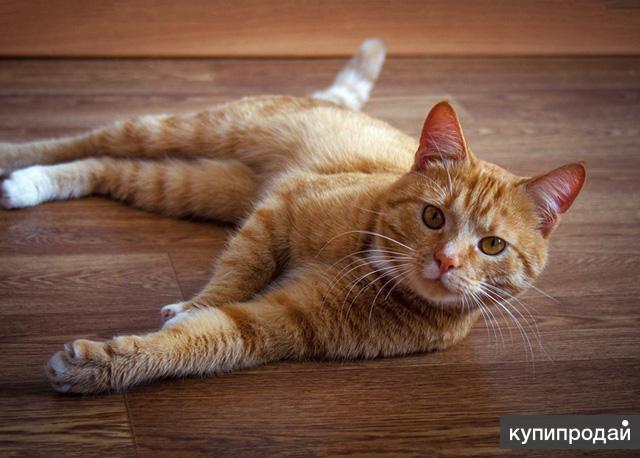 Ласковое солнышко Марсель, молодой домашний котик в добрые руки