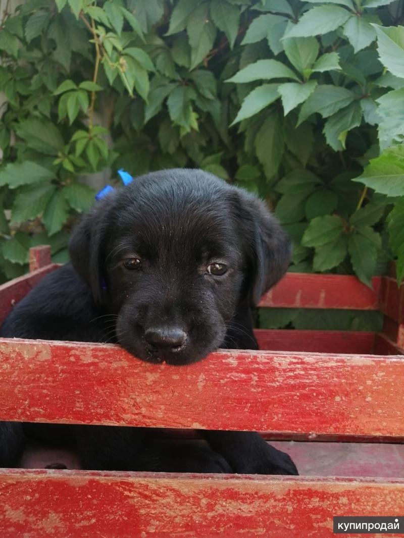 продается щенок дратхаара оренбургская область