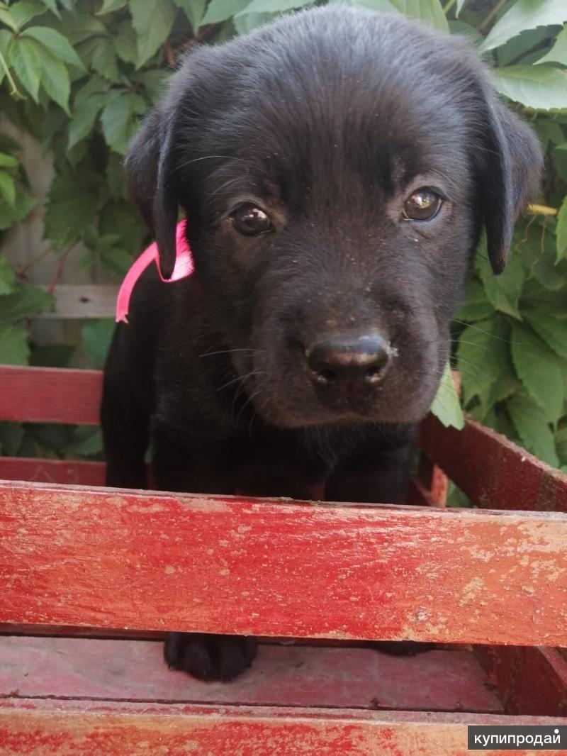 продается щенок дратхаара оренбургская область