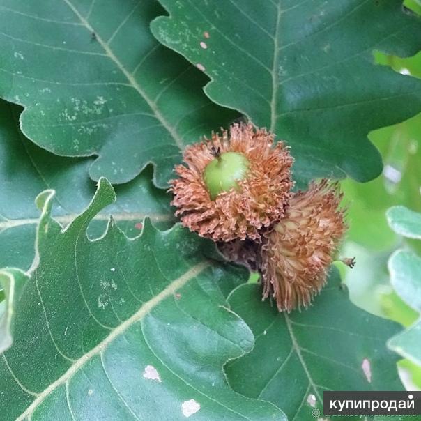 Дуб челябинск. Дуб зубчатый Quercus dentata. Дуб зубчатый - Quercus dentata Thunb. Дуб пильчатый. Дуб Приморский.