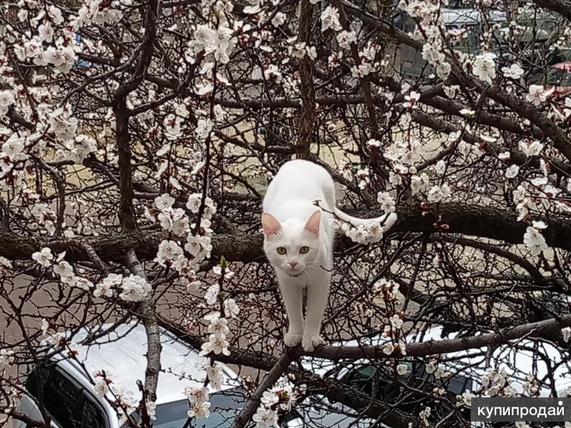 Кошки белгород. Белый кот Белгород.