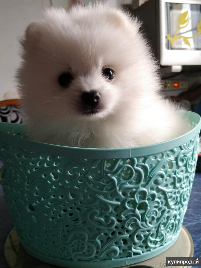 Домашний шпиц белый. Шпиц белый. Белый шпиц дома. Белый шпиц в одежде. Белый шпиц домашний