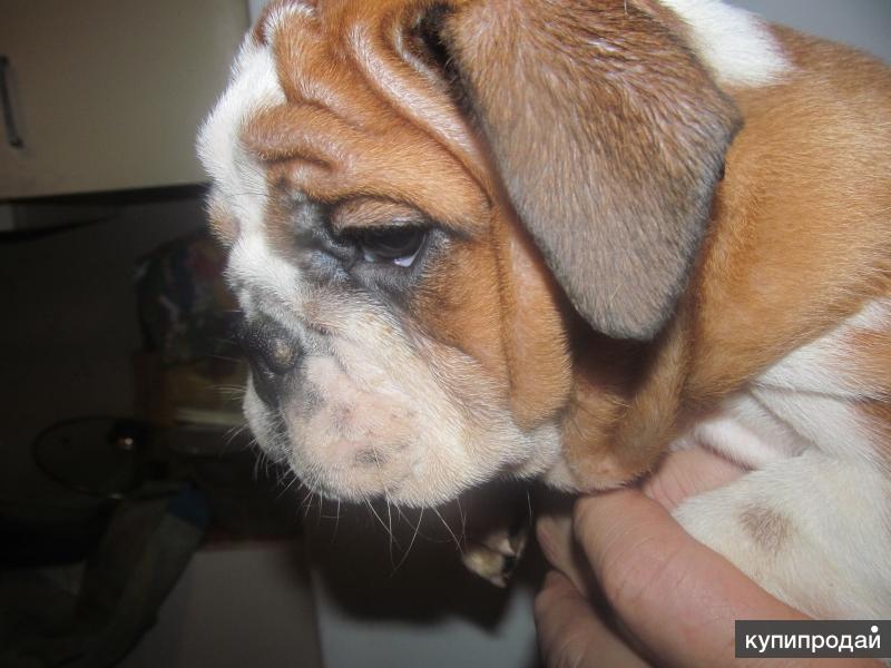 такса ветеринарная клиника липецк цены. волков алексей ветеринар липецк. такса ветеринарная клиника липецк. щенок таксы 1 месяц. ветеринарная клиника так.