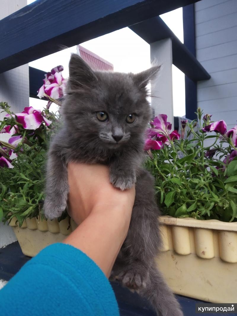 Купить Кошку В Уфе На Авито
