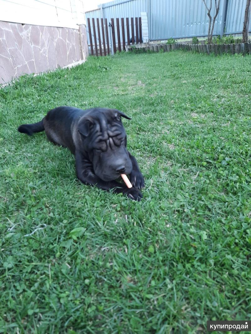 авито миасс собаки. собака мияса я куплю растов ес. авито миасс собаки. щенки в миассе. авито миасс собаки.