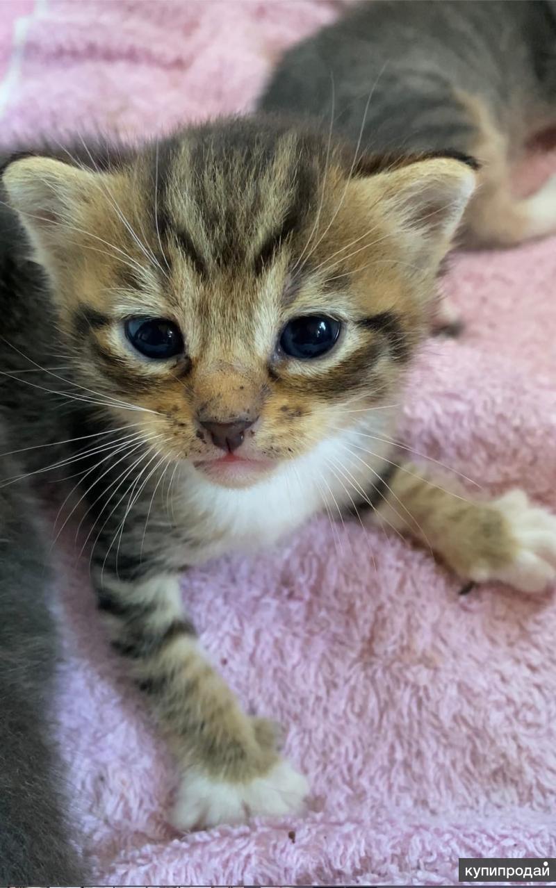 Котята 1 Мес Фото Котята 1 Мес Фото