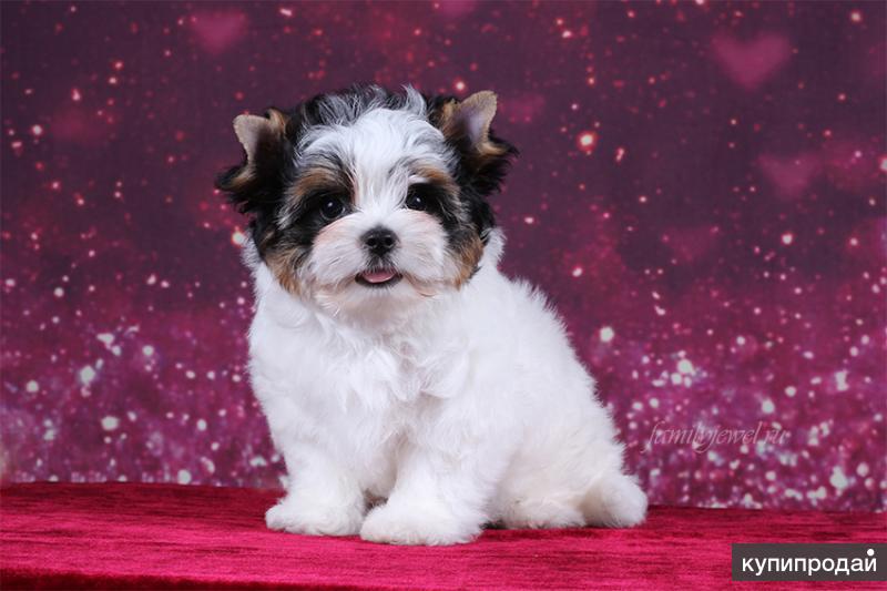 Купить Щенка Бивер В Москве Недорого